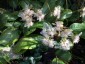 Chrysosplenium macrophyllum - small image 2