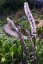 Cimicifuga racemosa dark leaved - small image 2