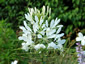 Cleome spinosa 'Alba' ('Helen Campbell') - small image 2