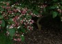 Clerodendrum trichotomum AGM - small image 2