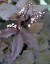 Cryptotaenia japonica f. Atropurpurea - small image 2