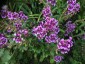 Cuphea 'Lilac Belle' - small image 2