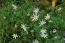Dahlia merckii alba - small image 2