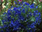 Delphinium grandiflorum 'Blue Butterfly' - small image 2