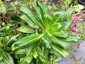 Dianthus japonicus - small image 2