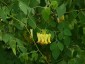 Dicentra scandens - small image 2