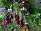 Dierama pulcherrimum ex purple - small image 2