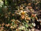 Epimedium 'Amber Queen' - small image 2