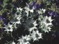 Eryngium giganteum - small image 2