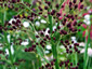 Eryngium pandanifolium 'Physic Purple' - small image 2