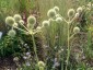 Eryngium yuccifolium - small image 2