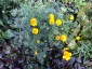 Eschscholzia californica coastal form - small image 2