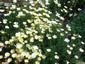 Eschscholzia californica 'Alba' - small image 2