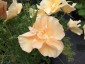 Eschscholzia californica 'Peach Sorbet' - small image 2