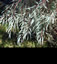 Eucalyptus nicholii - small image 2