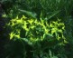 Euphorbia ceratocarpa - small image 2