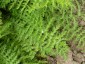 Filipendula vulgaris - small image 2