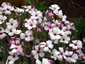 Geranium maderense 'Alba' - small image 2