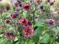 Geum 'Bell Bank' - small image 2
