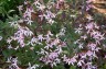Gillenia trifoliata 'Pink Profusion' - small image 2