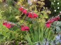 Gladiolus ex papilio 'Ruby' - small image 2