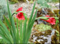 Gladiolus flanaganii - small image 2