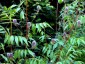 Glycyrrhiza yunnanensis - small image 2