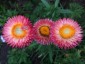 Helichrysum bracteatum 'King Size Salmon Rose' - small image 2