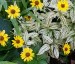 Heliopsis helianthoides var. scabra 'Sunburst' - small image 2