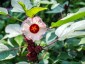 Hibiscus sabdariffa - small image 2