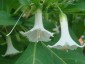 Iochroma australe white - small image 2