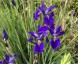Iris sibirica - small image 2