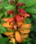 Isoplexis canariensis - small image 2