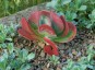 Kalanchoe 'Bronze Sculpture' - small image 2