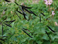 Lathyrus niger - small image 2