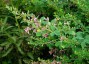 Lespedeza bicolor - small image 2