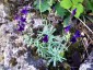 Linaria aeruginea 'Lindeza Violet' - small image 2