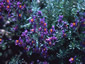 Linaria alpina - small image 2