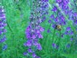 Linaria purpurea - small image 2