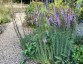 Linaria purpurea 'Canon Went' - small image 2