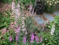 Linaria purpurea Pastel Shades - small image 2