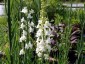 Linaria purpurea 'Springside White' - small image 2