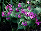 Lunaria annua 'Munstead Purple' - small image 2
