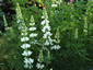Lupinus arboreus white - small image 2