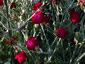 Lychnis coronaria 'Blood Red' - small image 2