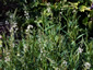 Lysimachia ephemerum - small image 2