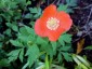 Meconopsis cambrica 'Frances Perry' - small image 2