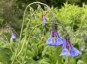 Mertensia virginica AGM - small image 2