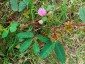 Mimosa pudica 'Pink Sparkles' - small image 2