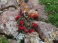 Monardella macrantha ex 'Marion Sampson' - small image 2